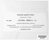 Puccinia gemella image